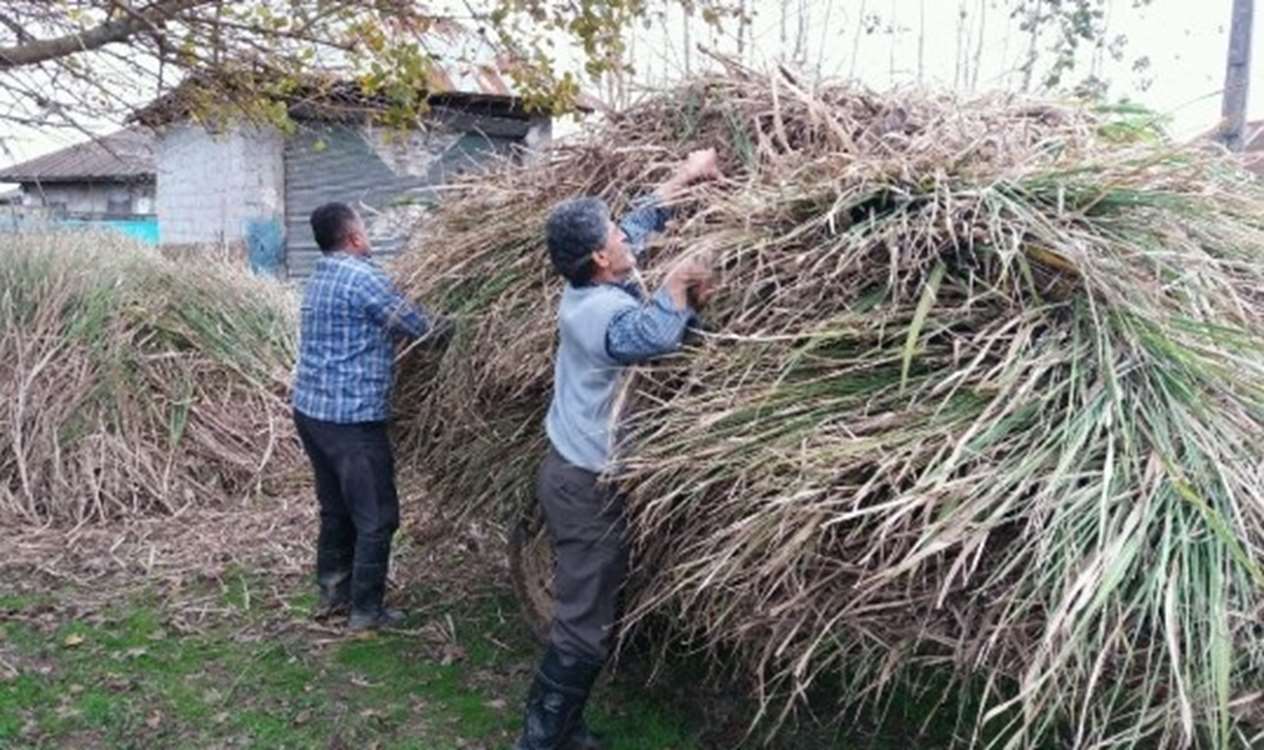 برداشت نیشکر در گیلان 